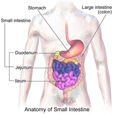 Small intestine - Wikipedia