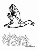 Mother Duck Coloring Pages sketch template