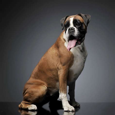 Choosing a Boxer Mix Breed: Which is Best for Your Home? - Embora Pets