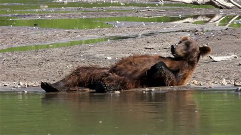 Happy Bear Cub Stock Footage Video 874957 - Shutterstock