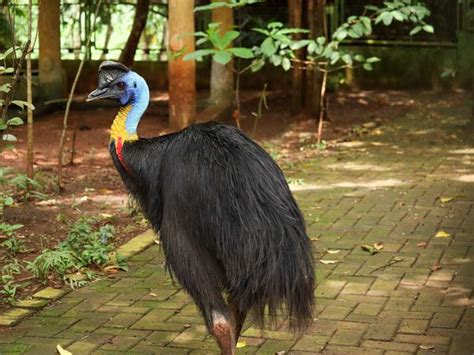 Northern Cassowary Bird Facts (Casuarius unappendiculatus) | Birdfact