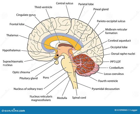 Cross Section Through The Brain Stock Vector - Image: 61090065