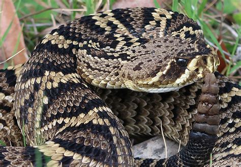 Timber Rattlesnake – Florida Snake ID Guide