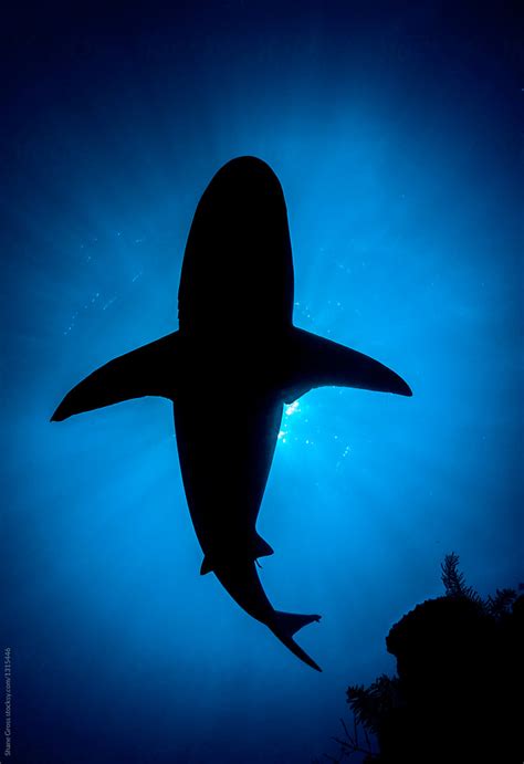 Caribbean Reef Shark Silhouette | Stocksy United