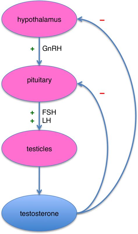 37.7: Regulation of Body Processes - Hormonal Regulation of the Reproductive System - Biology ...