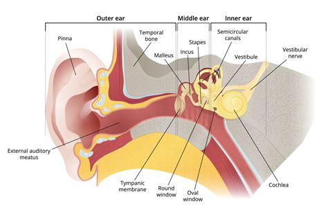 Behind Ear Anatomy - Ear Aarontrinidade - | Drawing Pettie