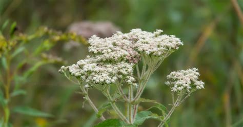 Top Boneset Benefits for Your Wellness – HerbEra