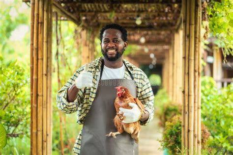 Portrait of Smiling African Man Farmer Holding Chicken in Farm Stock ...