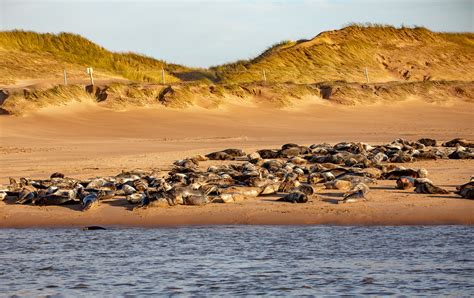 Seal Beach | Newburgh Seal Beach in Aberdeenshire | ian_woodhead1 | Flickr