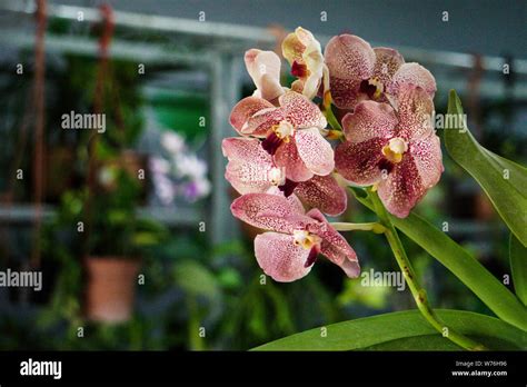 Growing Beautiful Flower on verandah Stock Photo - Alamy