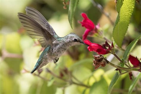 The Top 8 Plants That Attract Hummingbirds - Birdwatching Buzz