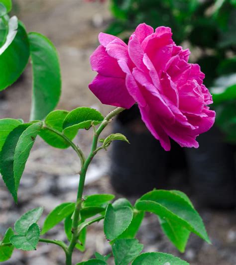 25 Most Beautiful Pink Roses Varieties In The World