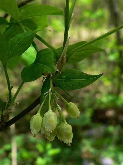 Pin de Betty Truax en Native Plants