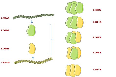 Lactate dehydrogenase (LDH) subunits and their combinations. Lactate... | Download Scientific ...