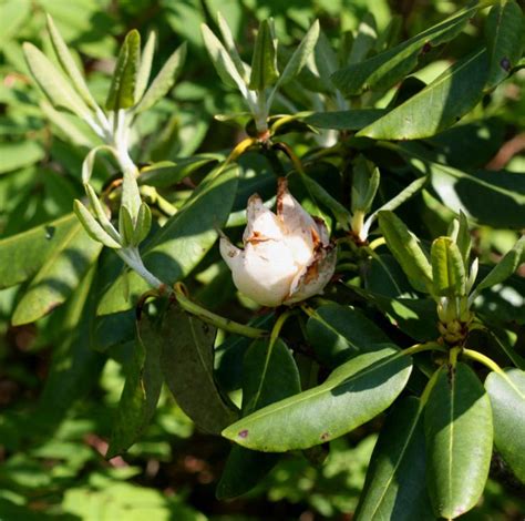 Azalea & Rhododendron Diseases | Home & Garden Information Center ...