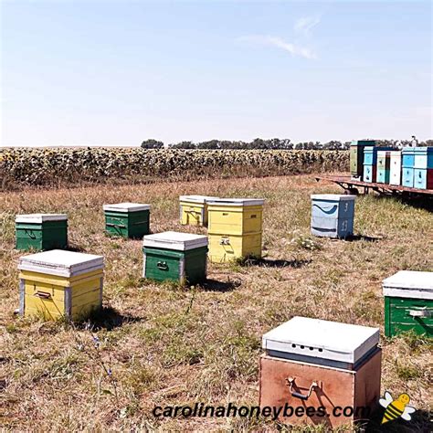 What is an Apiary - Explore the Core of Beekeeping - Carolina Honeybees