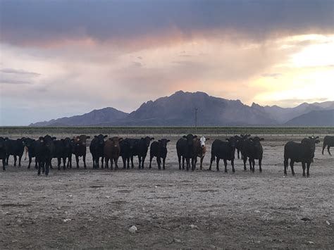 Sustainable Ranching — WhiteBarn Wagyu