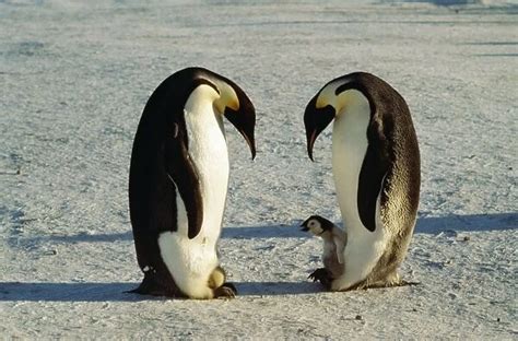 Emperor Penguin One with egg on feet, other with chick #1821773