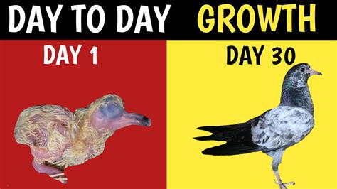 Growth of Baby Pigeon | From Hatching to 45 Days old - YouTube