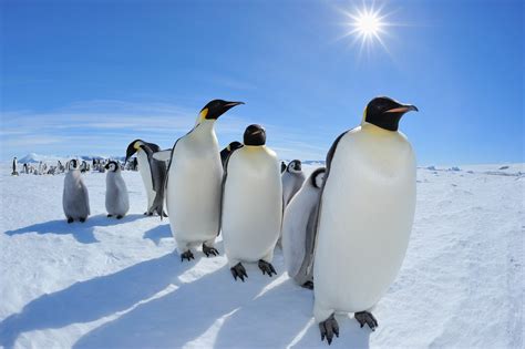 Will penguins survive climate change? Their past may reveal the answer