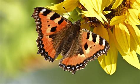 Are Butterfly Wings Symmetrical? (Revealed) | Wildlife Welcome