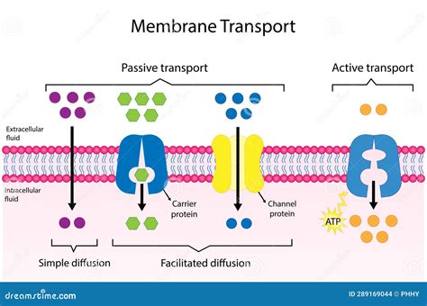 Active Vs Passive Transport, Molecules Movement In Cell. Membrane ...