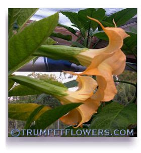 TrumpetFlowers.com∼Starting Off Plant Cuttings Using Water And Peroxide | Plants, Angel trumpet ...