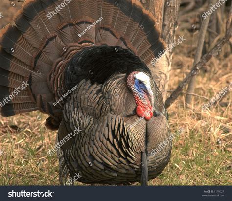 Male Wild Turkey Full Display Mate Stock Photo (Edit Now) 1178027