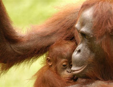 Relationships & Mating Strategies - Orang Utan Republik Foundation