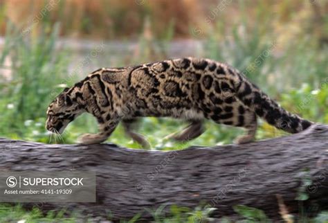 clouded leopard hunting neofelis nebulosa - SuperStock