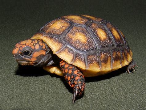 Red-Footed Tortoise Facts and Pictures | Reptile Fact