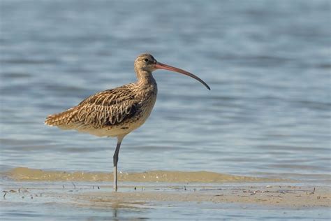 #ThreatenedSpecies of the Week: Eastern Curlew (Numenius ...