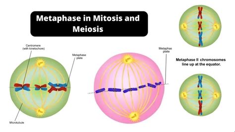 Metaphase in Mitosis and Meiosis – Metaphase 1 and Metaphase 2 - YouTube