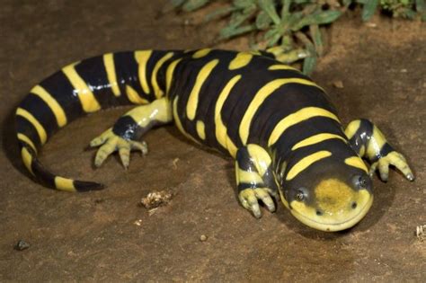 a yellow and black striped lizard laying on the ground