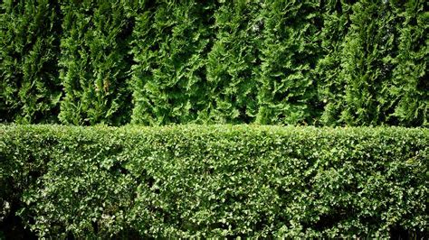 How to Plant a Privacy Hedge - arborday.org