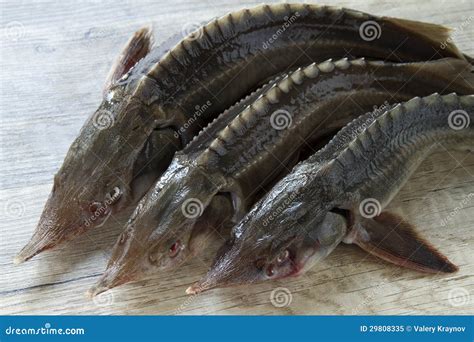 Russian sturgeon stock image. Image of seafood, nature - 29808335