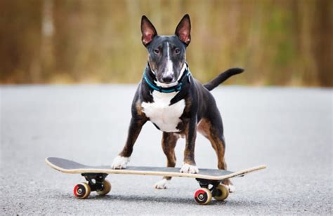 Why Do Bulldogs Like Skateboards