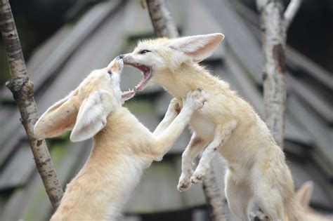 8 Fun Facts About the Fennec Fox