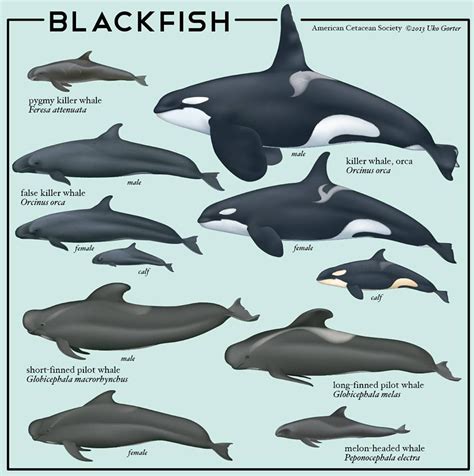 Illustration by Uko Gorter, via the American Cetacean Society. | False ...