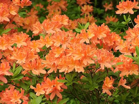 Knap Hill Exbury Azaleas, How to Grow and Care for Deciduous, Hybrid Azalea Plants - Garden ...