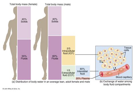 Interstitial Fluid Extracellular Fluid - nokil