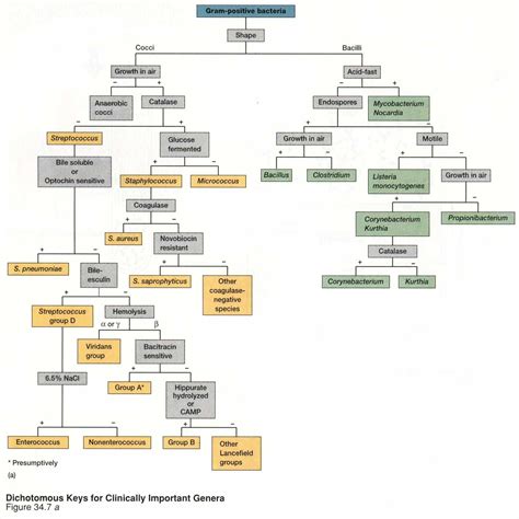 Microbiology Gram Negative Flow Chart - Flowchart Examples