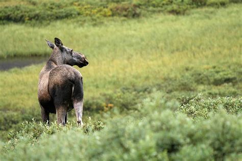 Wildlife Expedition in Sarek National Park • Jokkmokkguiderna