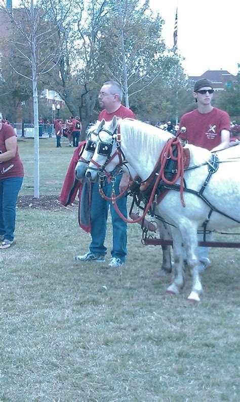 Oklahoma Sooners mascots Boomer and Sooner | Live mascot, Professional ...