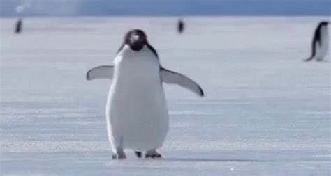 Penguin GIF - Penguin - Discover & Share GIFs