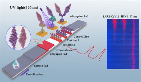 Development of a Fluorescent Immunochromatographic Assay Based on Quantum Dot-Functionalized Two ...