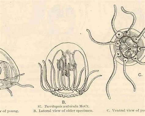 Turritopsis nutricula - Faits, Alimentation, Habitat & Photos sur Animalia.bio