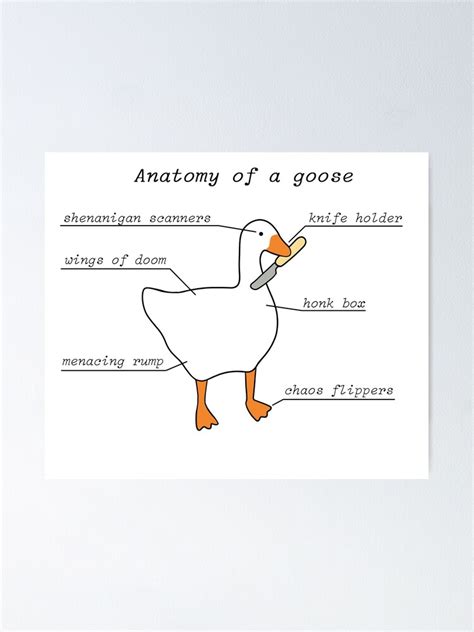 Goose Anatomy | ubicaciondepersonas.cdmx.gob.mx