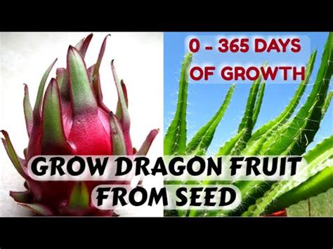 Dragon Fruit Plant From Seed