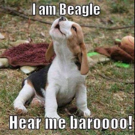 How cute | Beagle funny, Beagle puppy, Beagle dog